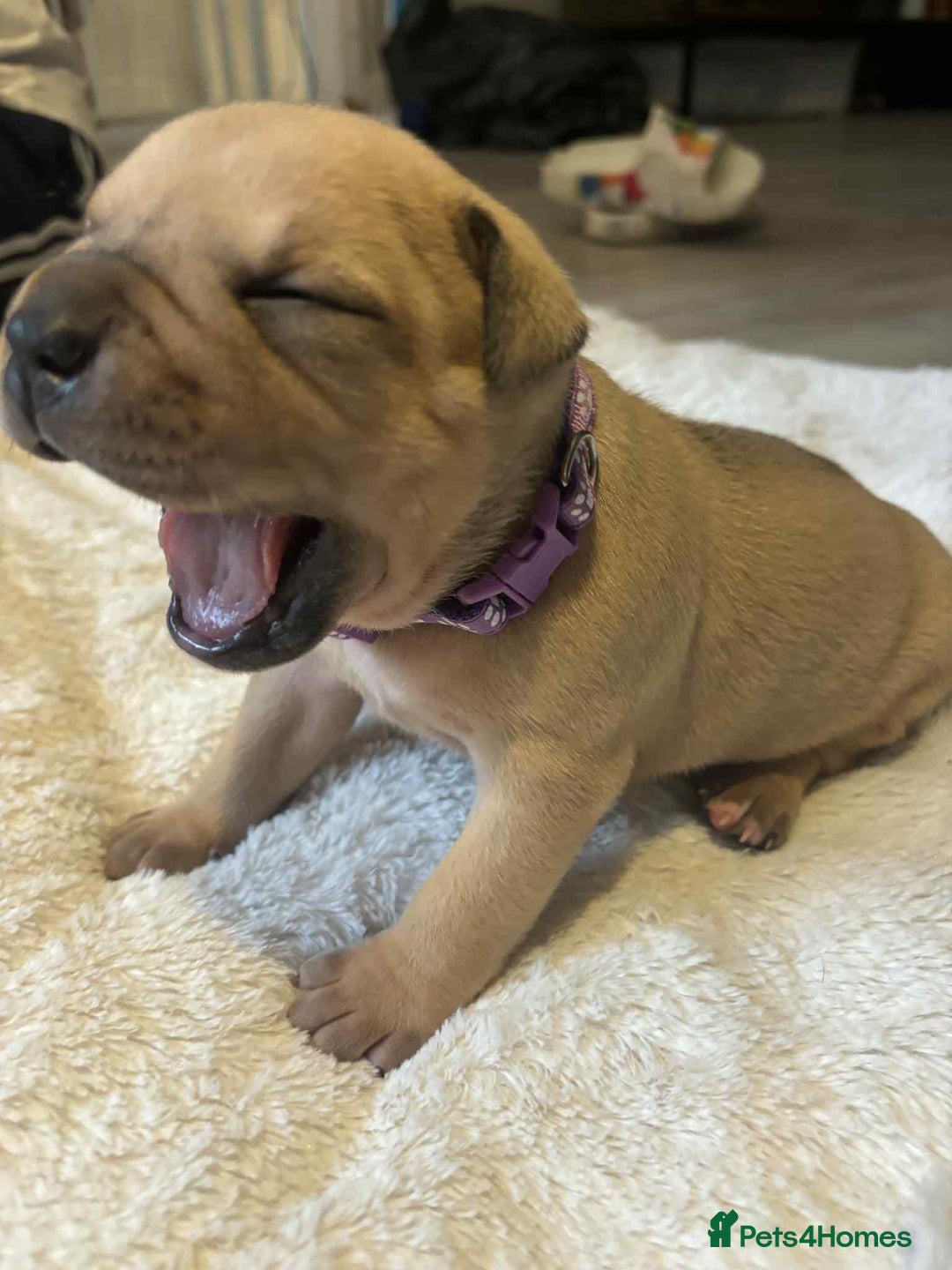 Mixed Breed dogs for sale: Beautiful pups with stunning markings  - Image 2