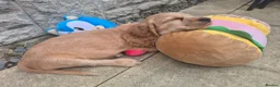 Cocker Spaniel dogs for sale: Cocker spaniels Barnsley area - Advert 25