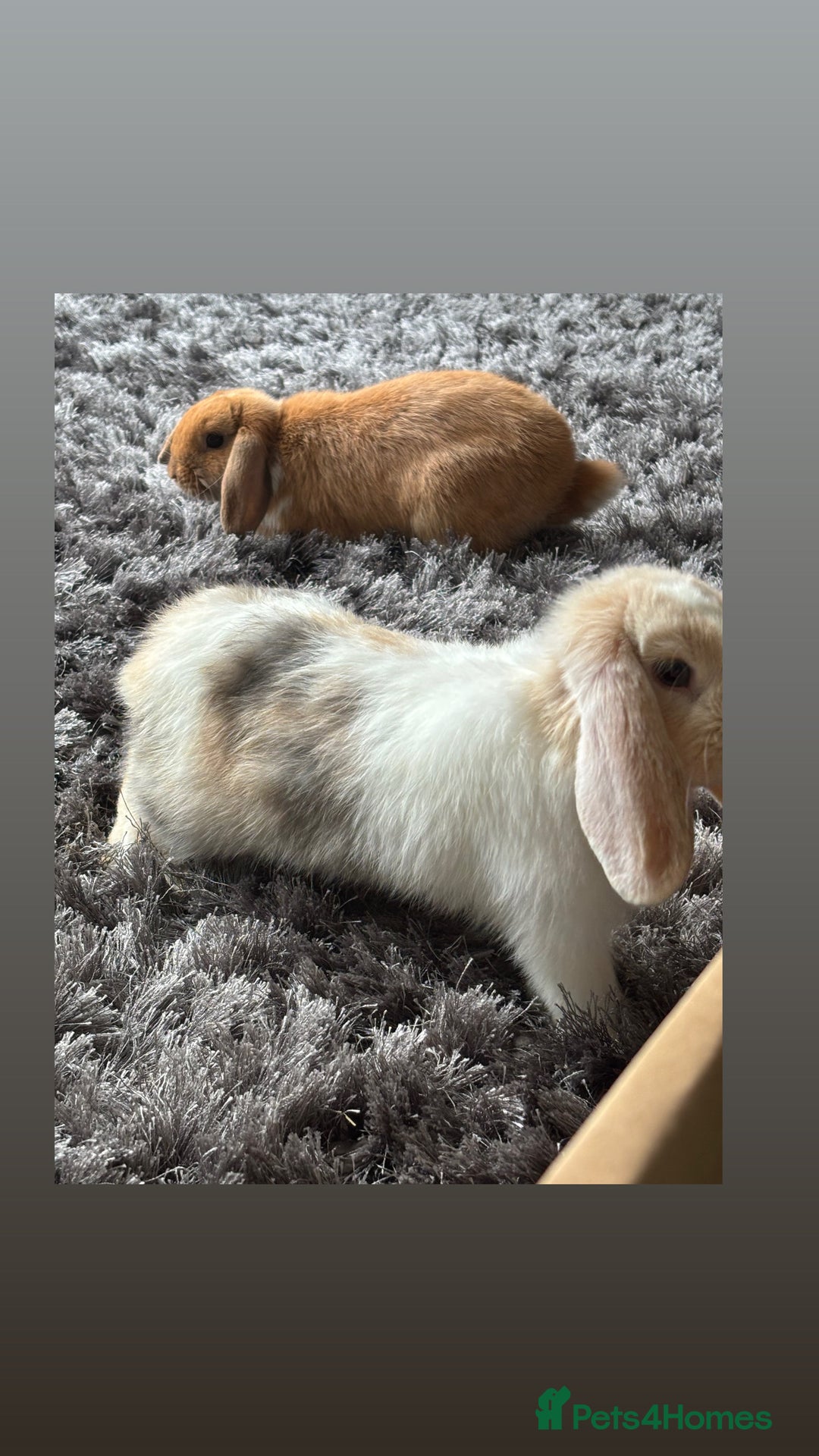 Mini Lop rabbits for sale: Gorgeous Mini Lops  - Image 13
