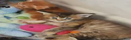 Maine Coon cats for sale: Full pedigree Maine coons available  - Advert 3