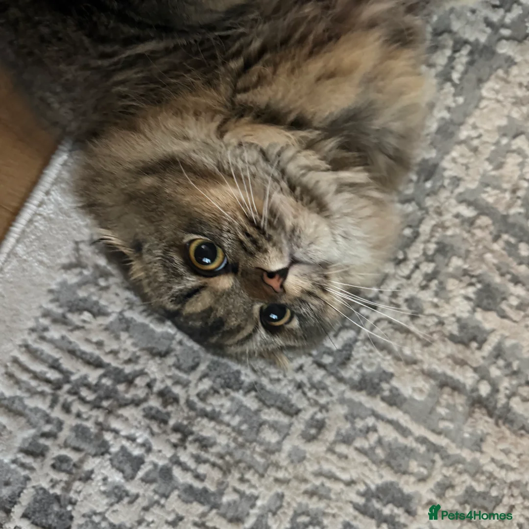 Scottish Fold cats for sale: Longhair Scottish Fold  - Advert 6