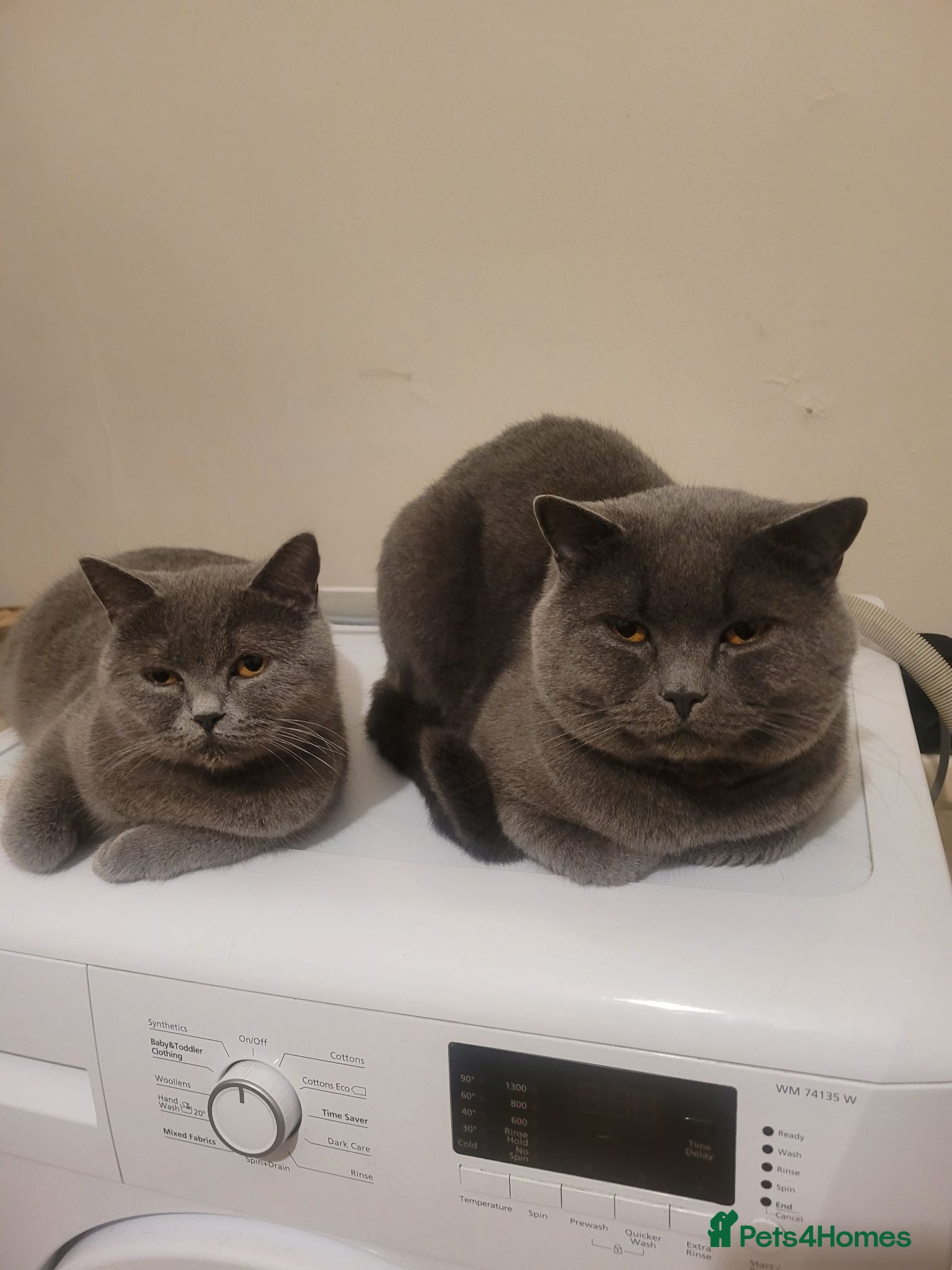 British Shorthair cats 4 lovely British shorthair kittens - Advert 1