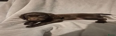 Cockapoo 6