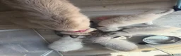 Ragdoll cats for sale: Beautiful kittens  - Advert 4