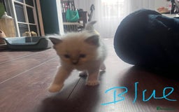 Ragdoll cats for sale: 7 stunning Ragdoll kittens for sale - Image 17