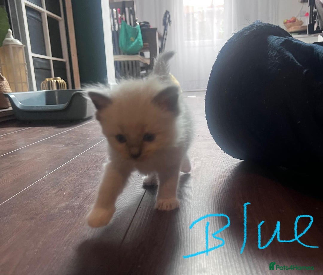 Ragdoll cats for sale: 7 stunning Ragdoll kittens for sale - Image 17