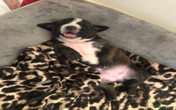 Staffordshire Bull Terrier dogs for sale: Staffordshire bull terrier puppies - Image 8
