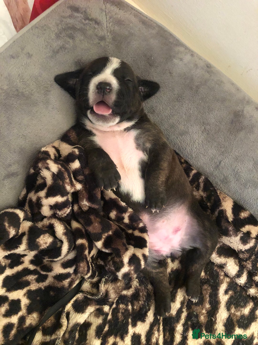 Staffordshire Bull Terrier dogs for sale: Staffordshire bull terrier puppies - Image 8