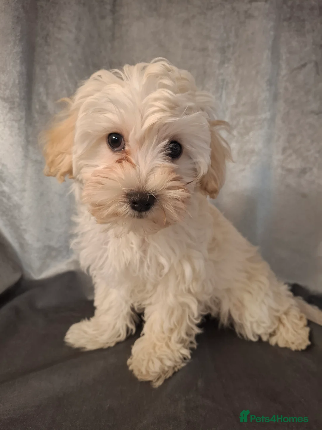 Maltipoo dogs for sale: Maltipoo puppy - Advert 1