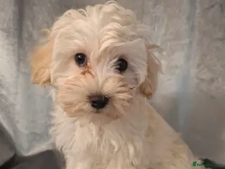 Maltipoo dogs Maltipoo puppy - Advert 1