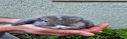 Mini Lop rabbits for sale: 2 female mini lop - Advert 9