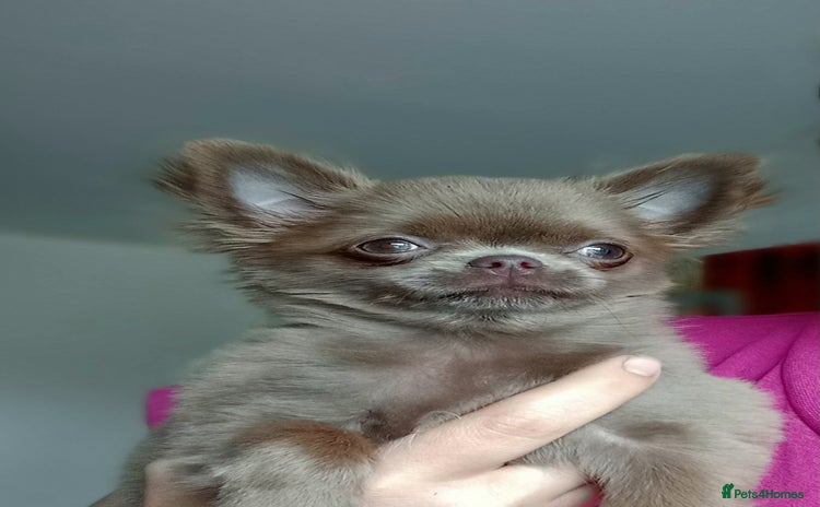 Chihuahua dogs - Advert 1