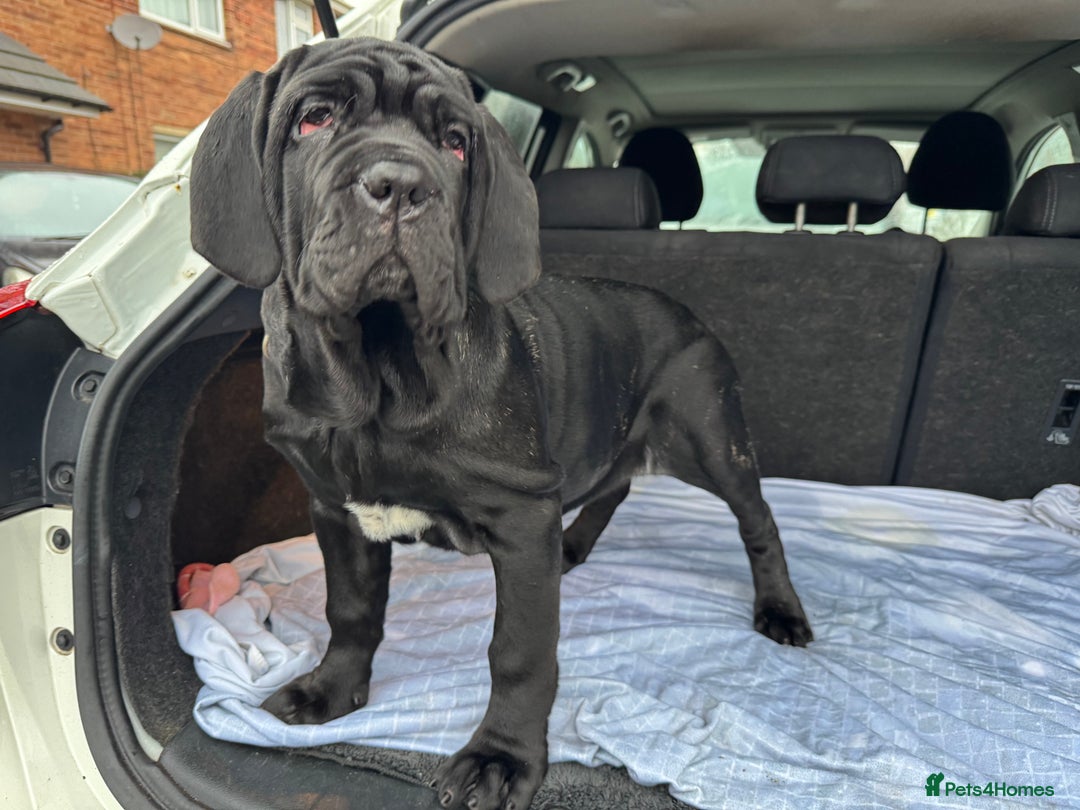 Mastiff dogs for sale: 2 Neapolitan mastiff puppies black girls  - Advert 29