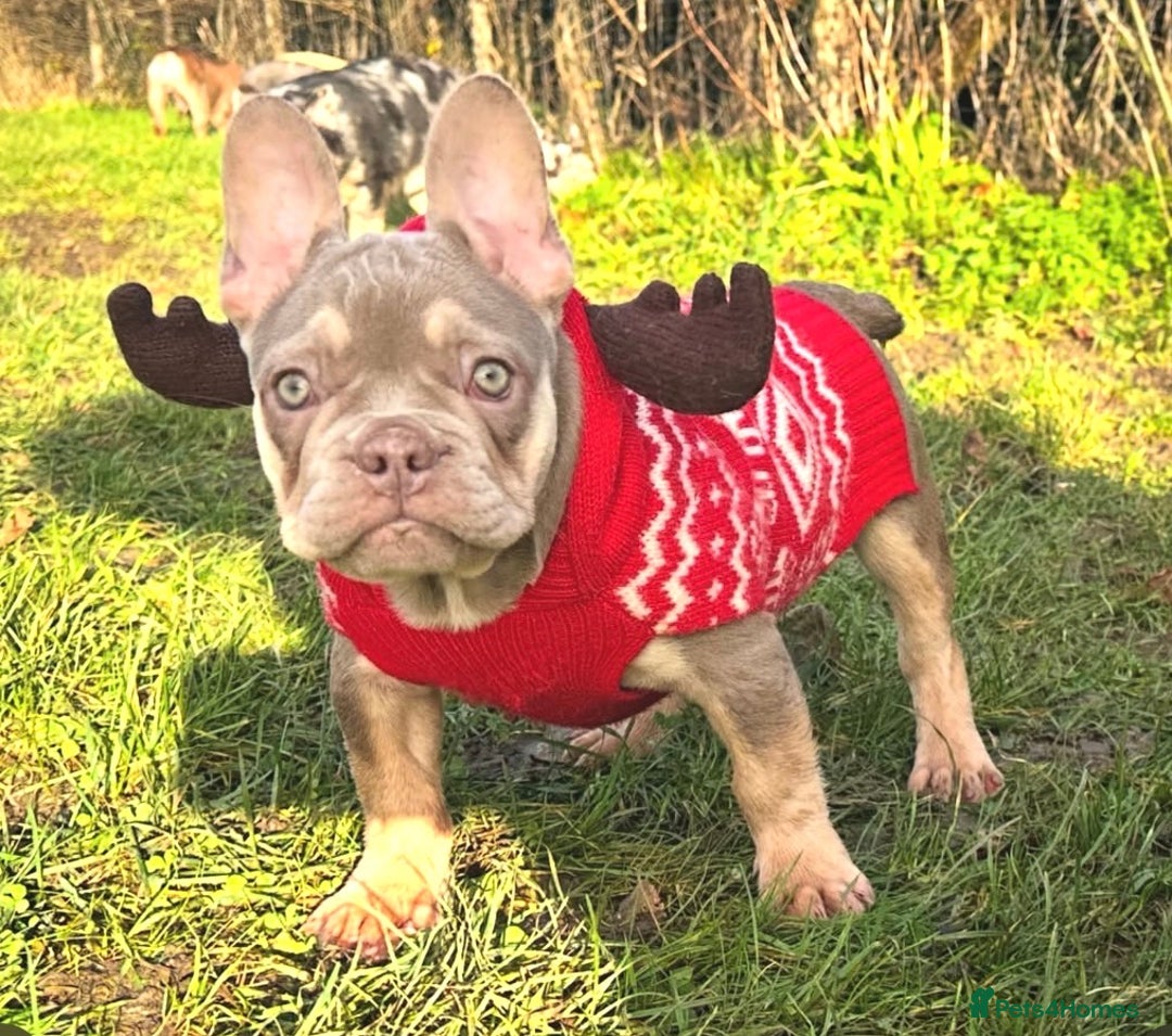 French Bulldog dogs for sale: Ready now-  Well bred, beautiful temperament pups - Advert 11