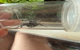 Spiders invertebrates for sale: Bahamas jumping spider - Image 2