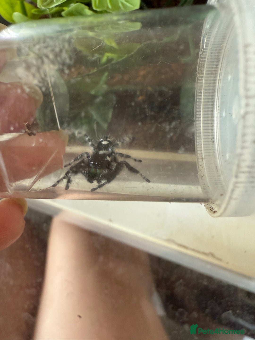 Spiders invertebrates for sale: Bahamas jumping spider - Image 2