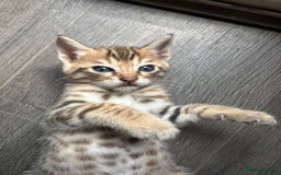 Bengal cats for sale: Snow Mink/Brown Rossette Blue Eyed Bengals - Image 6