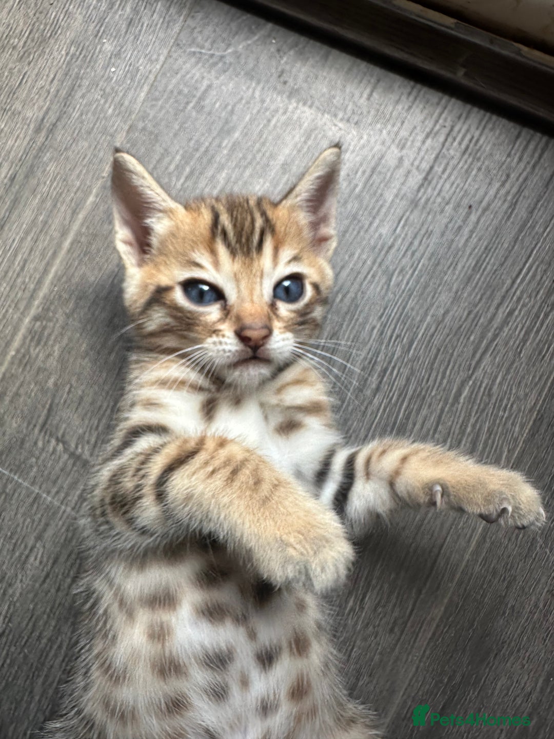 Bengal cats for sale: Snow Mink/Brown Rossette Blue Eyed Bengals - Image 6