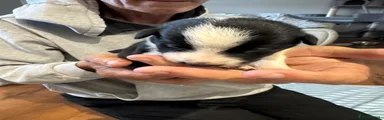 Border Collie 6
