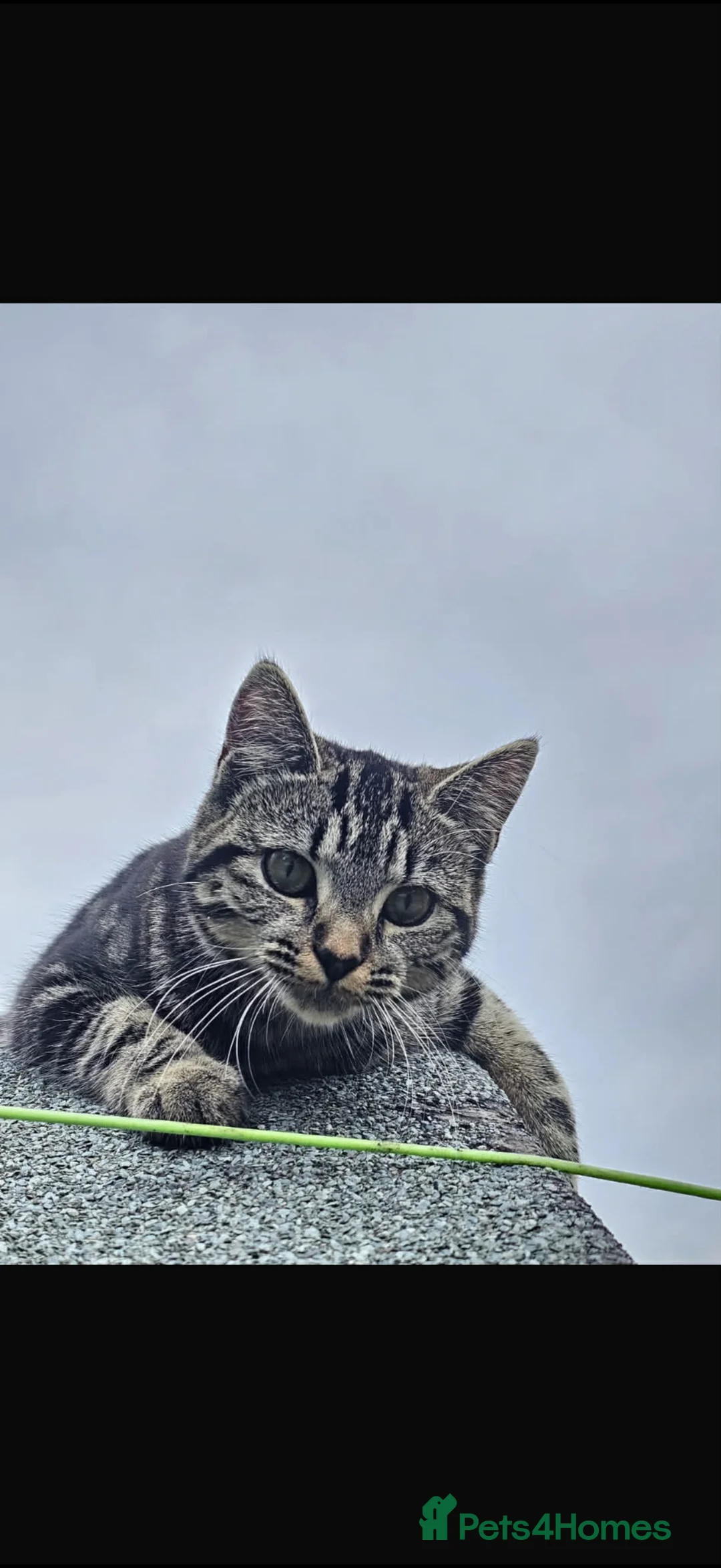 Norwegian Forest Cat cats for sale: Tabby cat - Advert 2