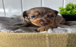 Miniature Dachshund dogs for sale: Beautiful Dachshunds puppies  - Image 8