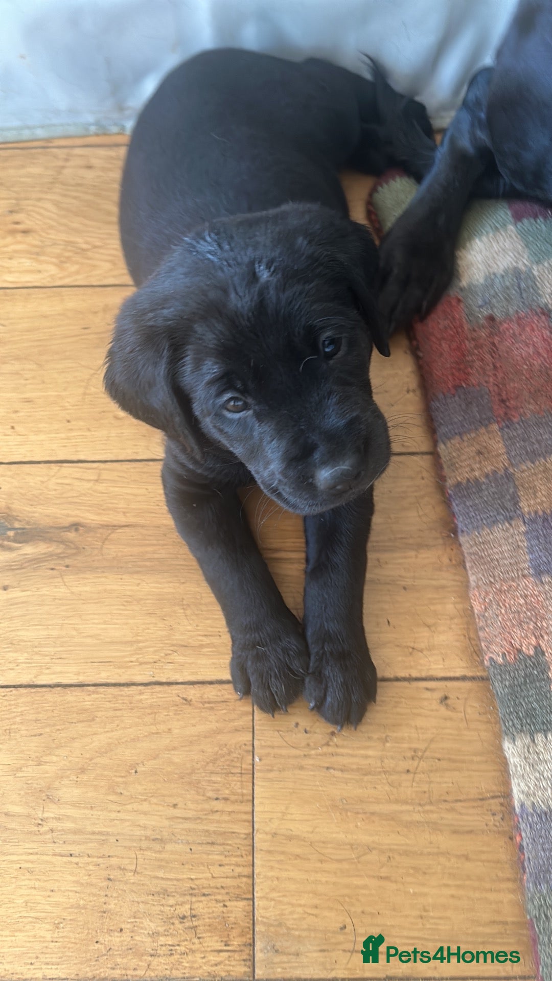 Labrador Retriever dogs 7 Labrador puppies available. 2 boys, 5 girls.  - Advert 1