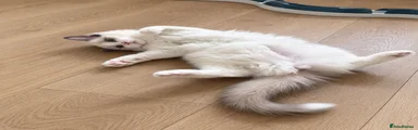 Ragdoll 1