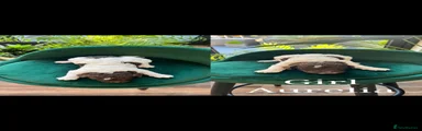 Standard Poodle 6