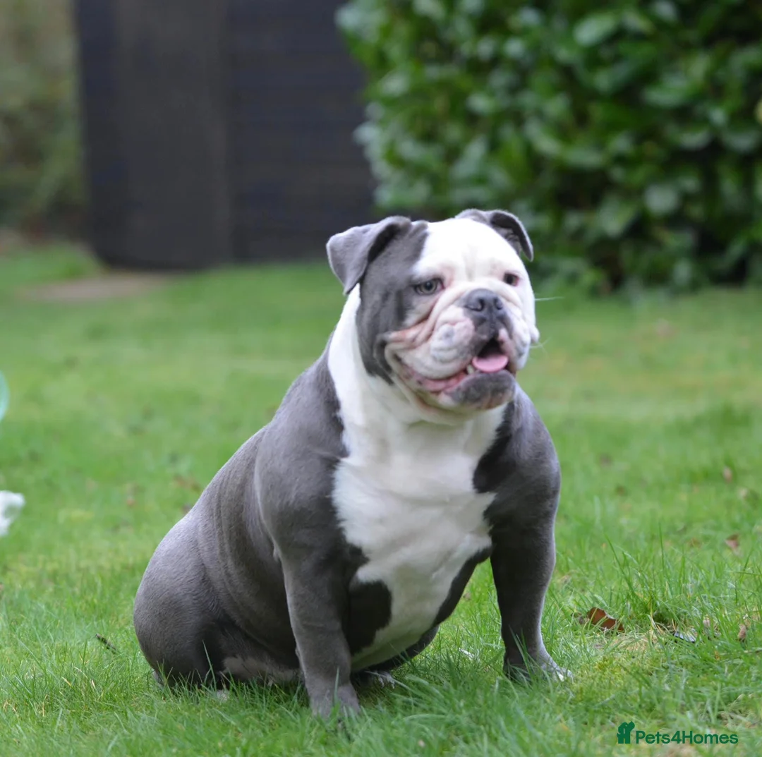 Olde English Bulldogge dogs for sale: 2 years old English bulldog - Advert 4