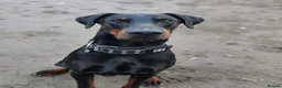 Dobermann dogs for stud: 🖤 EXCEPTIONAL IMPORTED EUROPEAN DOBERMAN STUD 🖤 in Coventry - Advert 2