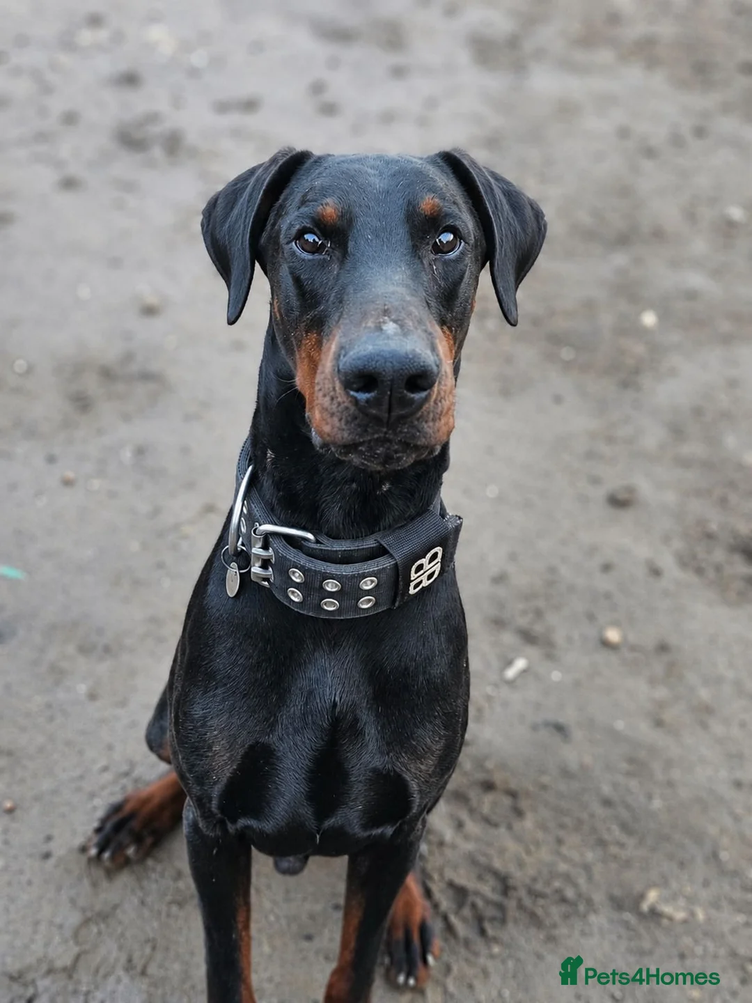 Dobermann dogs for stud: 🖤 EXCEPTIONAL IMPORTED EUROPEAN DOBERMAN STUD 🖤 in Coventry - Advert 2