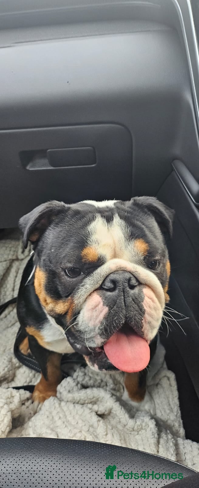 English Bulldog dogs English bulldog male KC reg - Advert 1