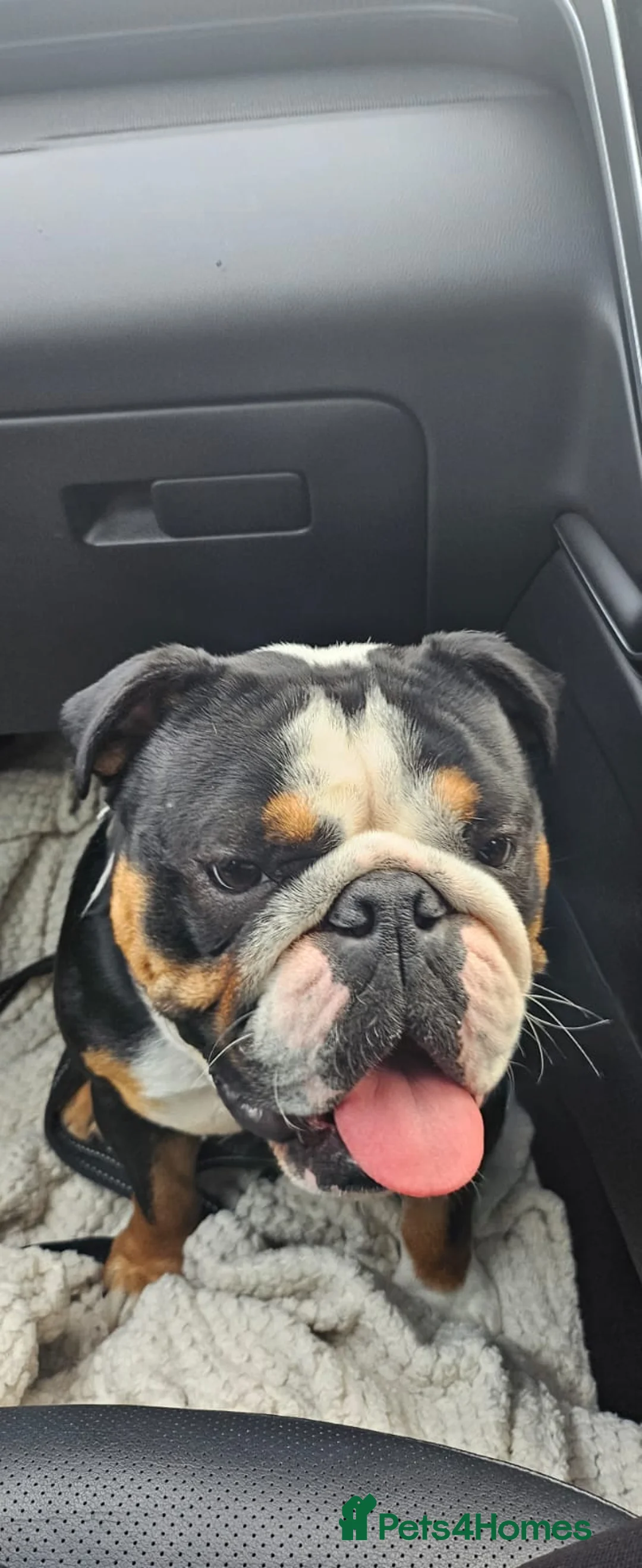 English Bulldog dogs for sale: English bulldog male KC reg - Advert 1