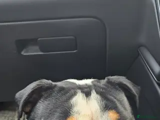 English Bulldog dogs English bulldog male KC reg - Advert 1