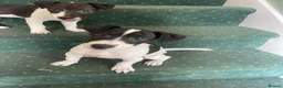 Jack Russell dogs for sale: 2 beautiful male Jack Russells - Advert 7