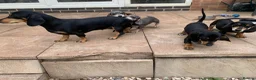 Dachshund dogs for sale: ****4 beautiful boys *** in Nottingham - Advert 32