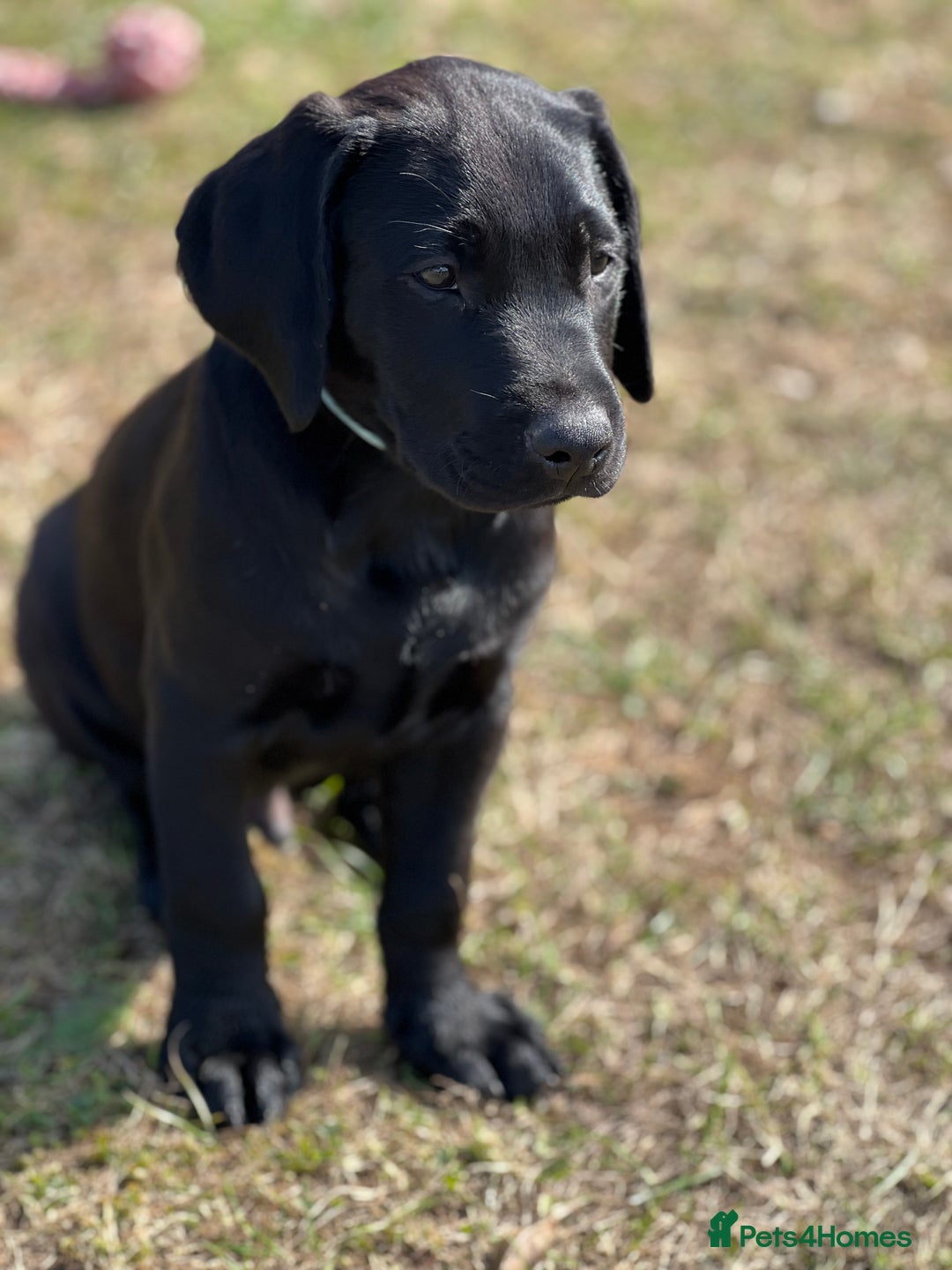 Labrador Retriever dogs for sale: 🐾Ready Now🐾Black Male FTCH Pedigree Forward Pups - Image 8