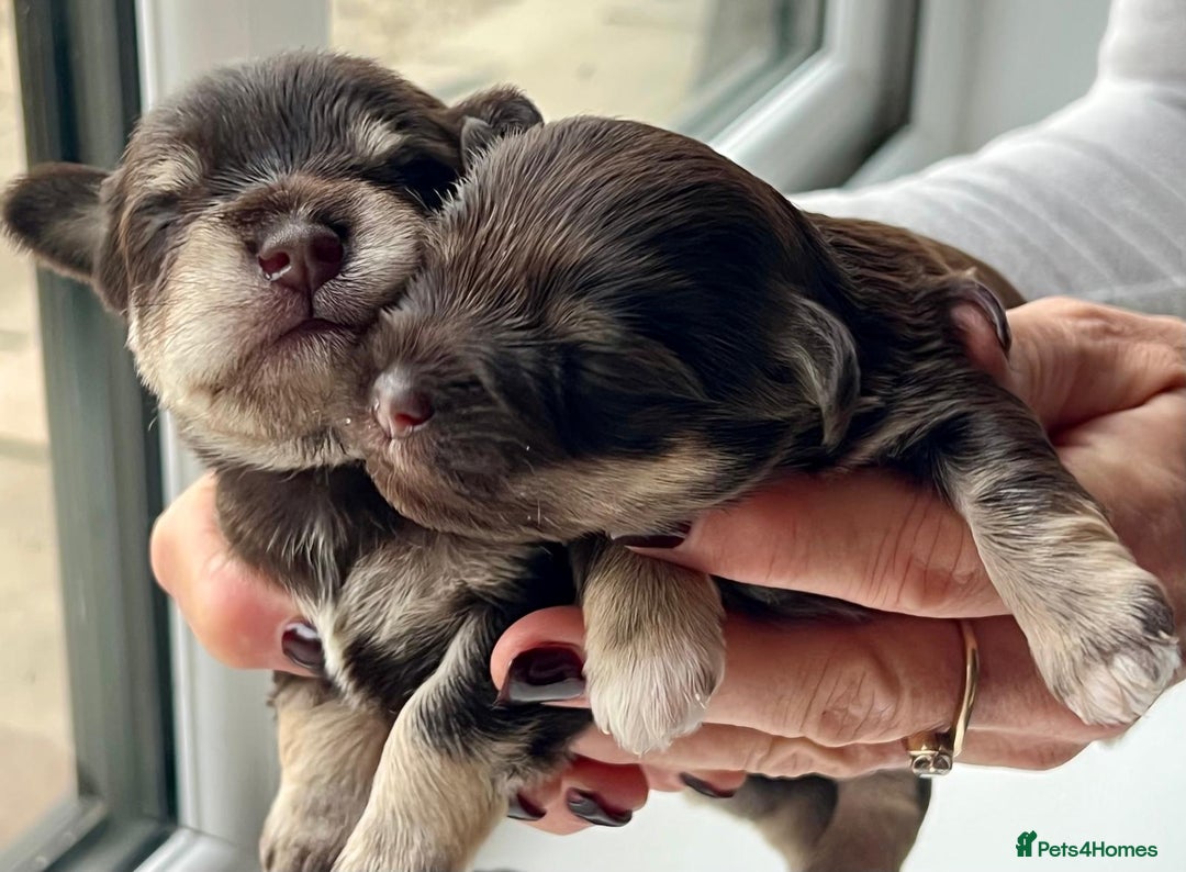 Miniature Schnauzer dogs for sale: Gorgeous KC Reg Health Tested, Mini Schnauzer Pups - Advert 3