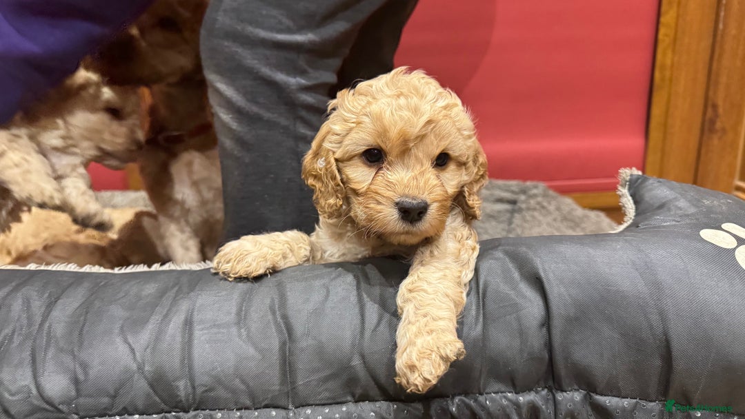 Cockapoo dogs for sale: Cockapoo puppies 🐶  - Advert 8