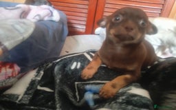 Chihuahua dogs for sale: Last Chocolate Girl - Image 4