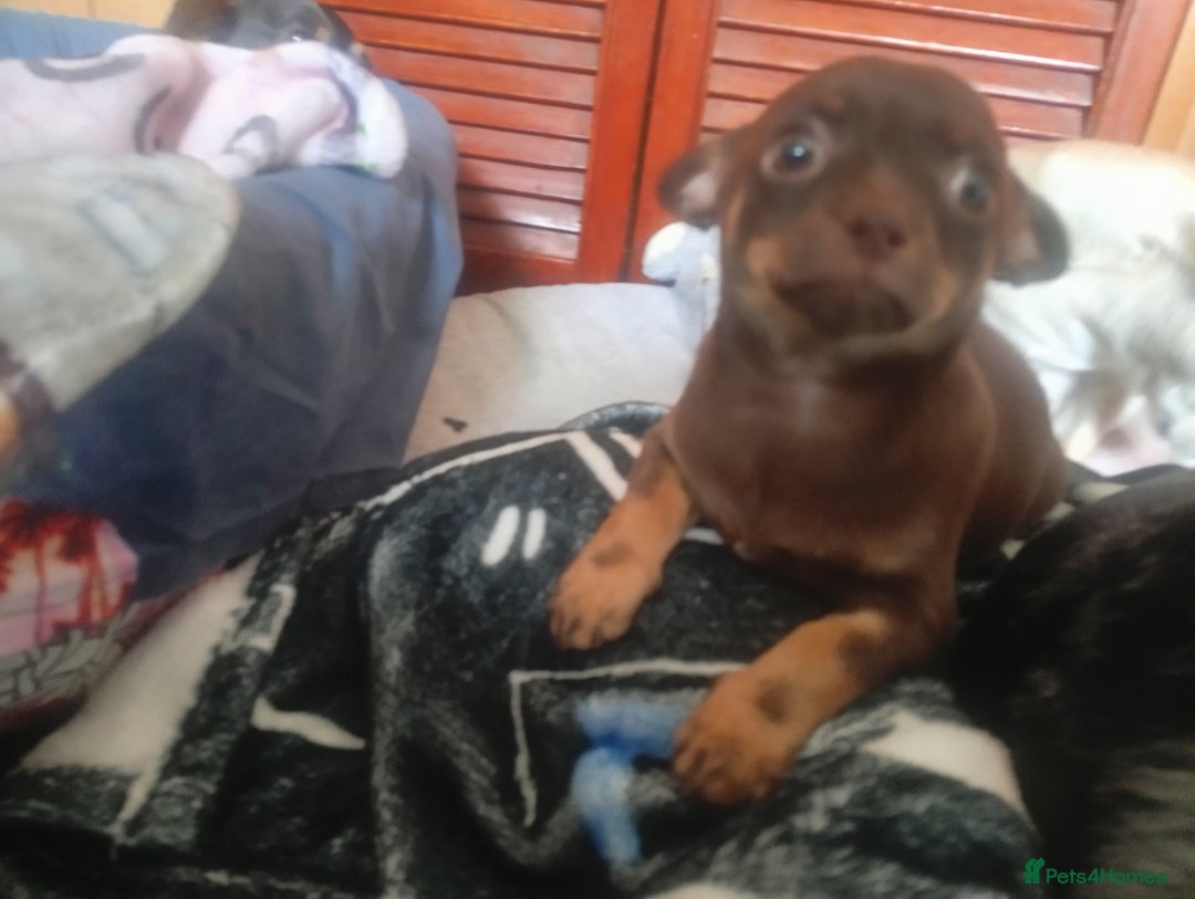 Chihuahua dogs for sale: Last Chocolate Girl - Image 4