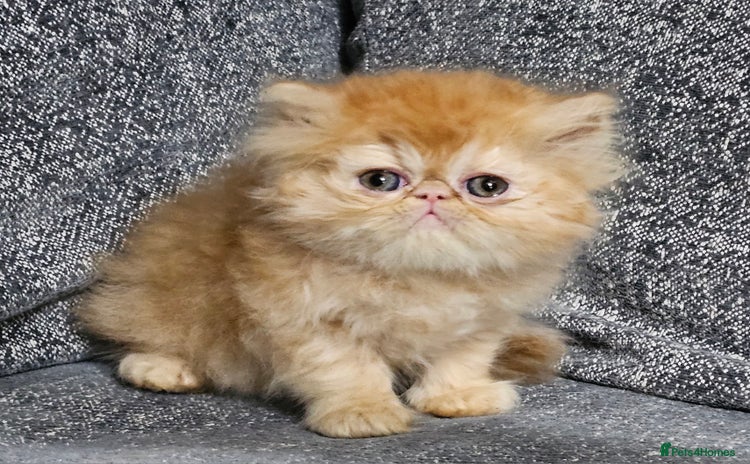 Persian cats - Advert 1