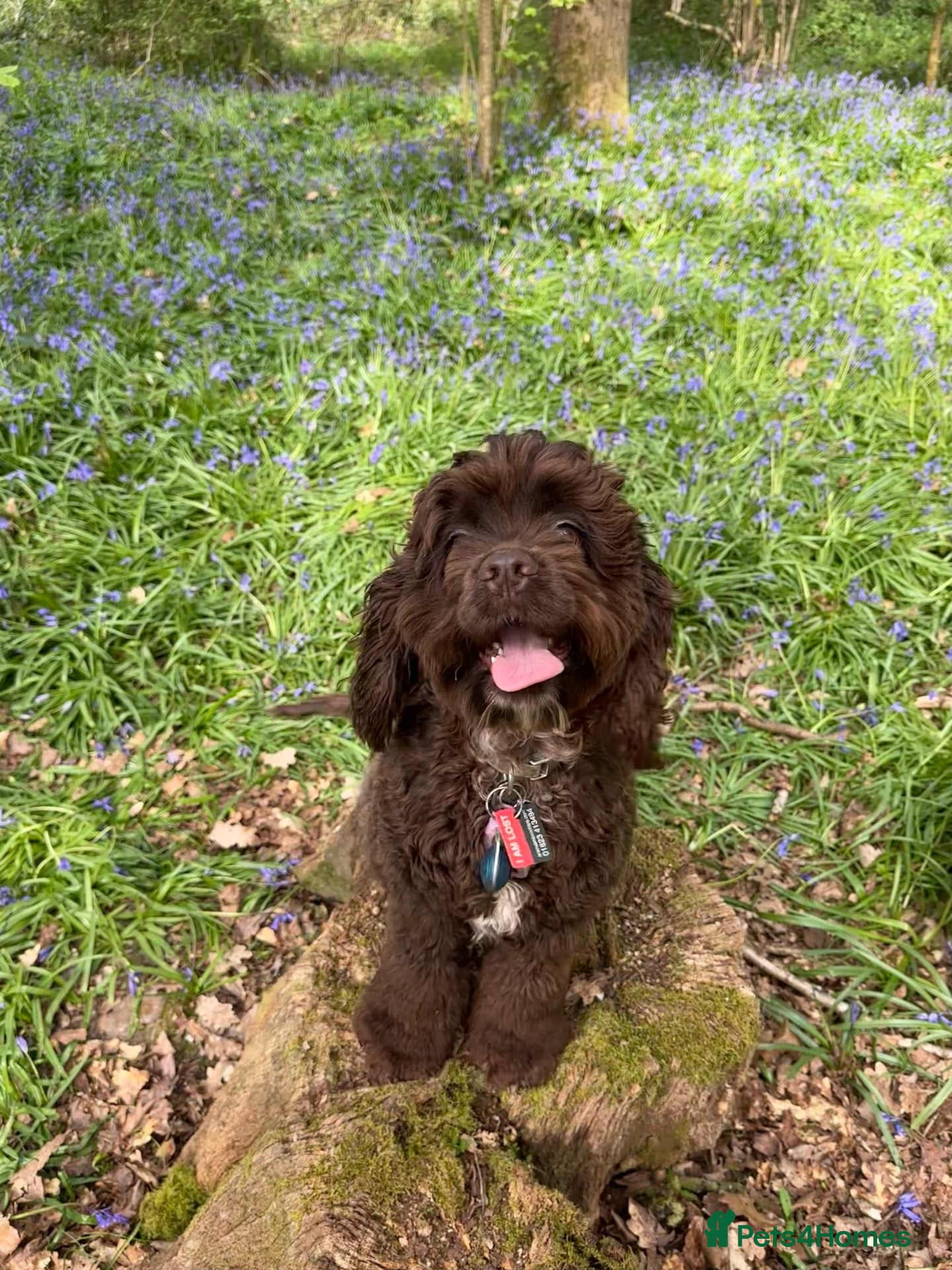 Cockapoo dogs Cockapoo puppies ready now!!  - Advert 2