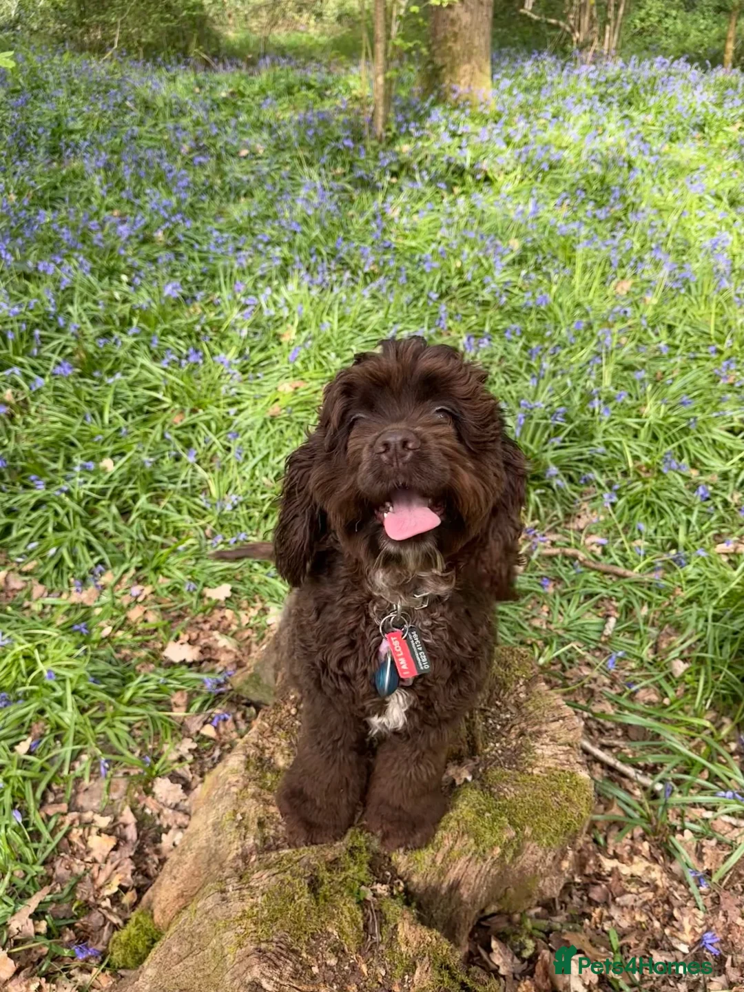 Cockapoo dogs for sale: Cockapoo puppies ready now!!  - Advert 2