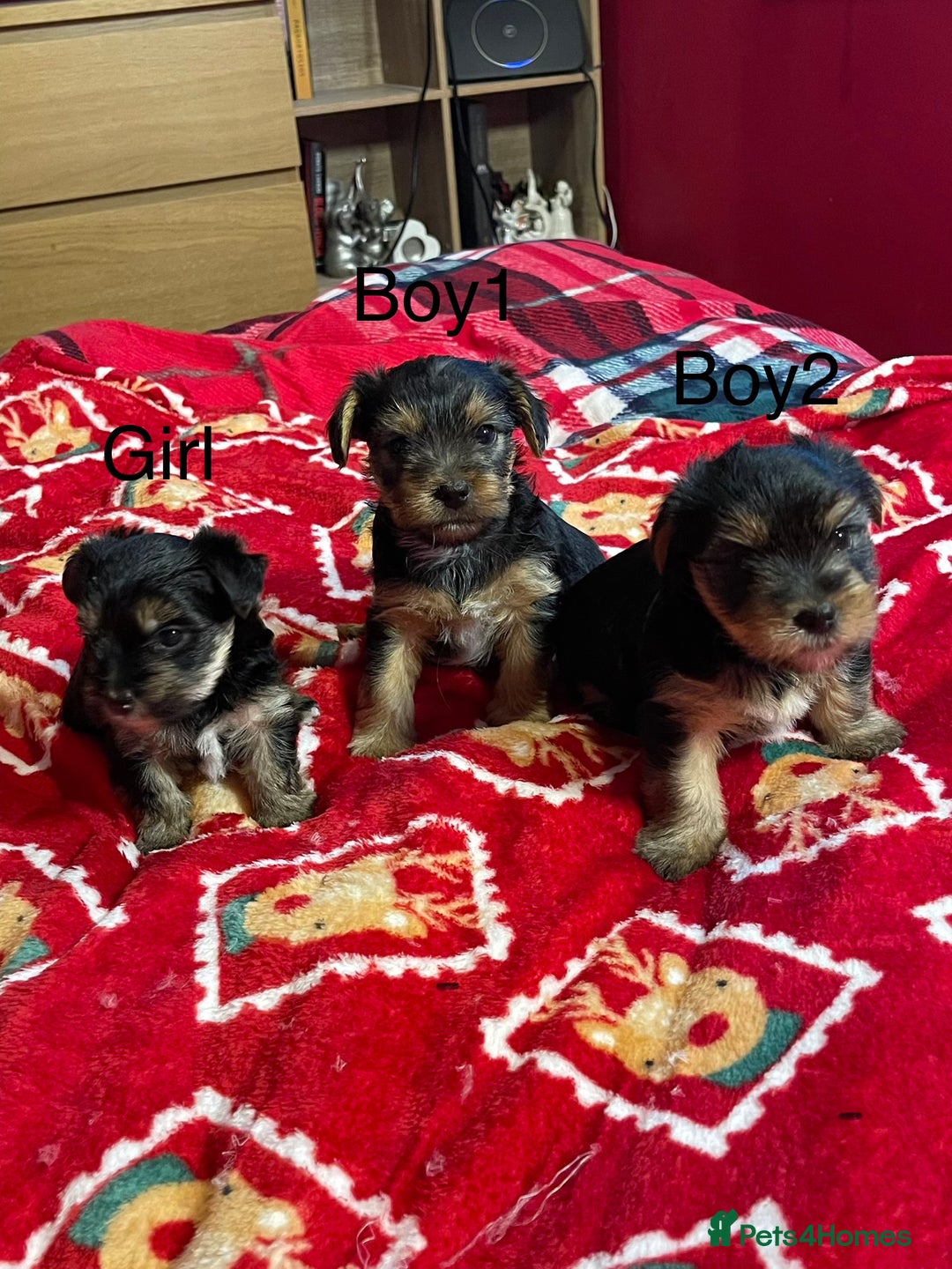 Yorkshire Terrier dogs for sale: Yorkshire Terrier pure bread - Advert 2