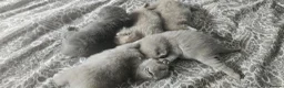 British Shorthair cats for sale:  British shorthair  - Advert 28
