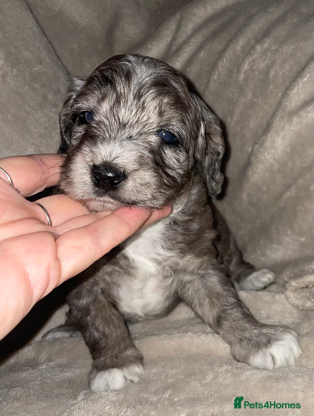 Cockapoo dogs for sale: Cockapoo  - Image 1