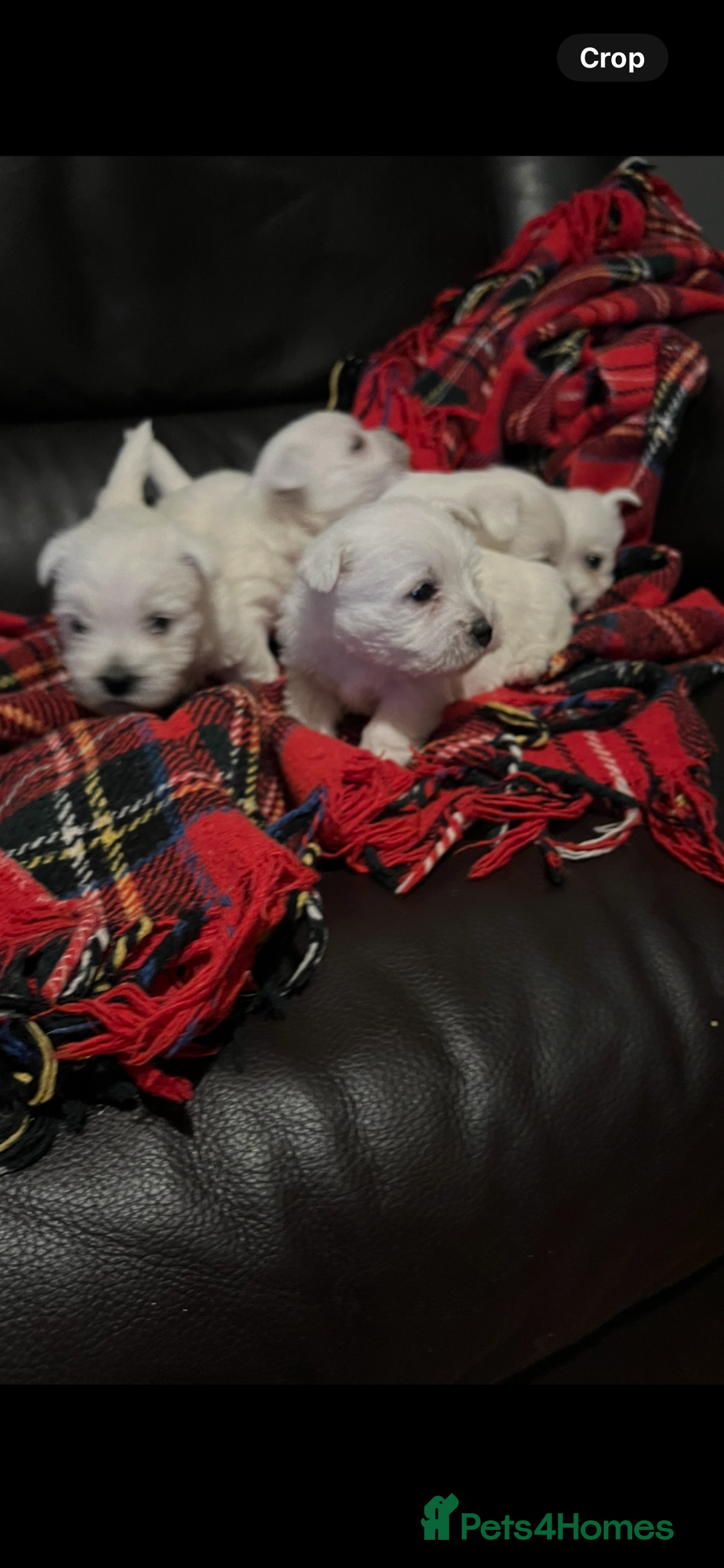 West Highland Terrier dogs for sale: West highland terrier puppies - Image 4