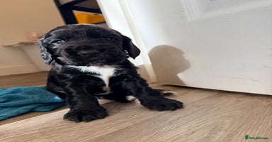 Cocker Spaniel dogs - Advert 8