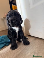 Cocker Spaniel dogs - Advert 10